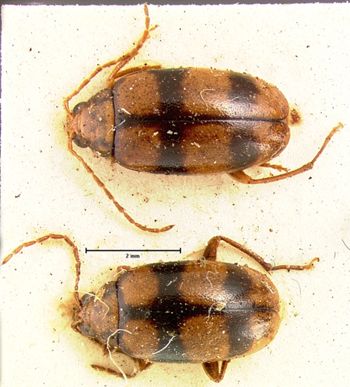 Media type: image;   Entomology 18406 Aspect: habitus dorsal view